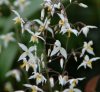 Show product details for Epimedium stellulatum Wudang Star