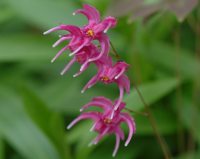 Big red flowers over soft green foliage.