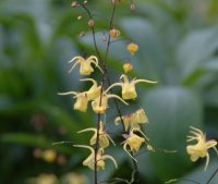 Bright yellow star like flowers