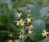 Epimedium davidii