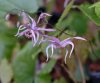 Epimedium leptorhizum