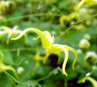 Big bright yellow flowers