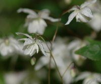 Clean white flowers and apple green foliage