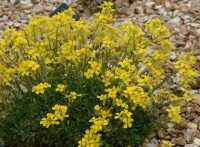 Lovely bright yellow flowers in masses in early summer.