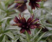 Chocolatey brown double flowers and rich green foliage.