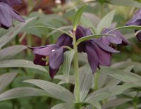 Near black flowers on stems holding soft green foliage.