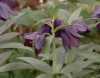 Show product details for Fritillaria camschatcensis