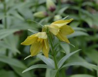 Pale lemon yellow flowers in masses