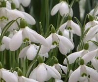 Big white scented flowers