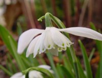 Fully double white flowers