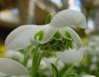 Galanthus Hippolyta