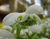 Show product details for Galanthus Hippolyta