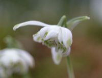 Galanthus nivalis Pusey Green Tip