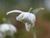 Galanthus nivalis P...