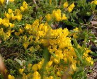 Bright golden yellow flowers on trailing stems