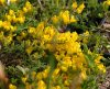 Show product details for Genista pilosa procumbens