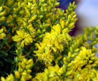 Canary yellow double flowers on rigid stems