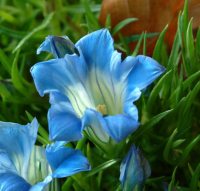 Pale blue flowers with a white throat