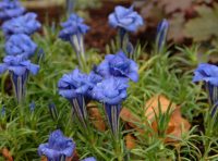 Fully double dusky blue trumpets