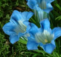 Pale blue flowers with a white throat