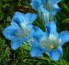 Show product details for Gentiana Glamis Strain