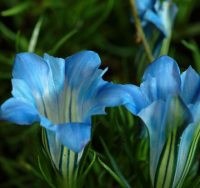 Pale blue flowers with a white throat