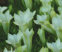 White trumpet flowers throughout