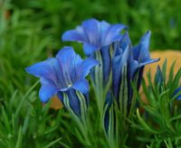 Medium sized dark blue flowers