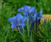 Gentiana Violette