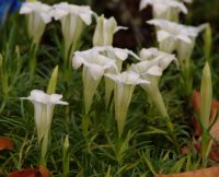 White trumpet flowers throughout