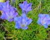 Gentiana Amethyst