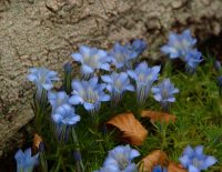  Big pale blue flowers