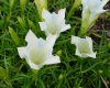 Gentiana Bellatrix