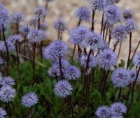 Brilliant blue little pom pom-like flowers