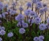 Globularia Blue Bon...