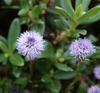 Blue pom pom like flowers over a mat of foliage.