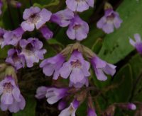 Nice pink/purple flowers over lanceolate green foliage