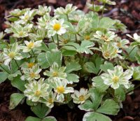 Atractive creamy edged foliage and yellow centred flowers.