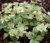 Show product details for Hacquetia epipactis Thor