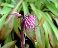 Bright pink and white flowers on rigid stems in bunches.