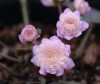 Show product details for Hepatica japonica Akebono