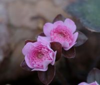 Fully double mid pink flowers.