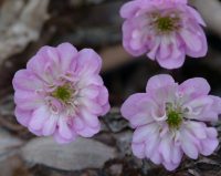 Semi double pink and white flowers.