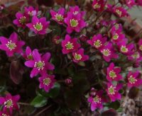 Bright cerise pink single flowers.