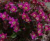Show product details for Hepatica japonica Gyousei