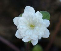 Clean white double flowers.