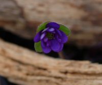 Deep blue single flowers