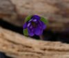Show product details for Hepatica japonica Kasumi no