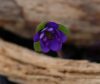 Hepatica japonica K...