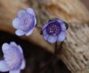 Show product details for Hepatica japonica Kimon